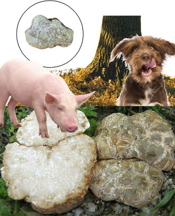 Бял трюфел под дърво Търсене на бели трюфели