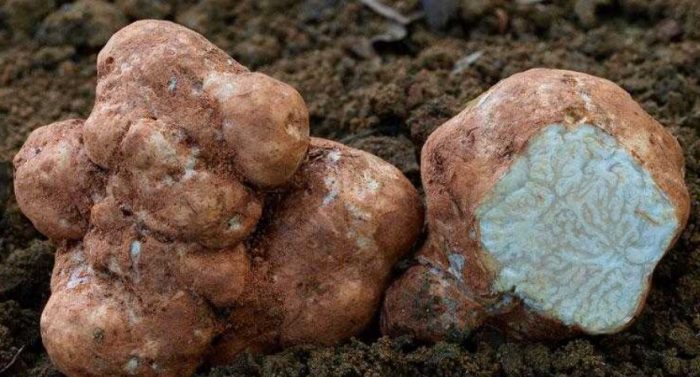 Как изглежда белият трюфел Choiromyces magnusii? Choiromyces magnusii