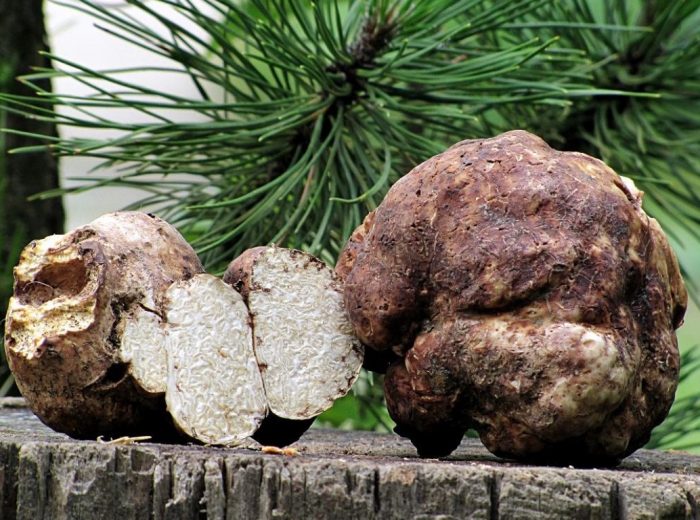 Ползи от белия трюфел бял трюфел