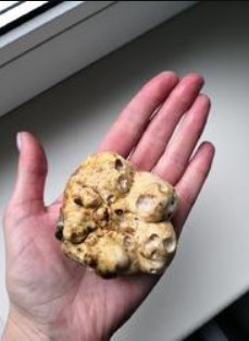 Бял трюфел в дланта ви Намерен бял трюфел