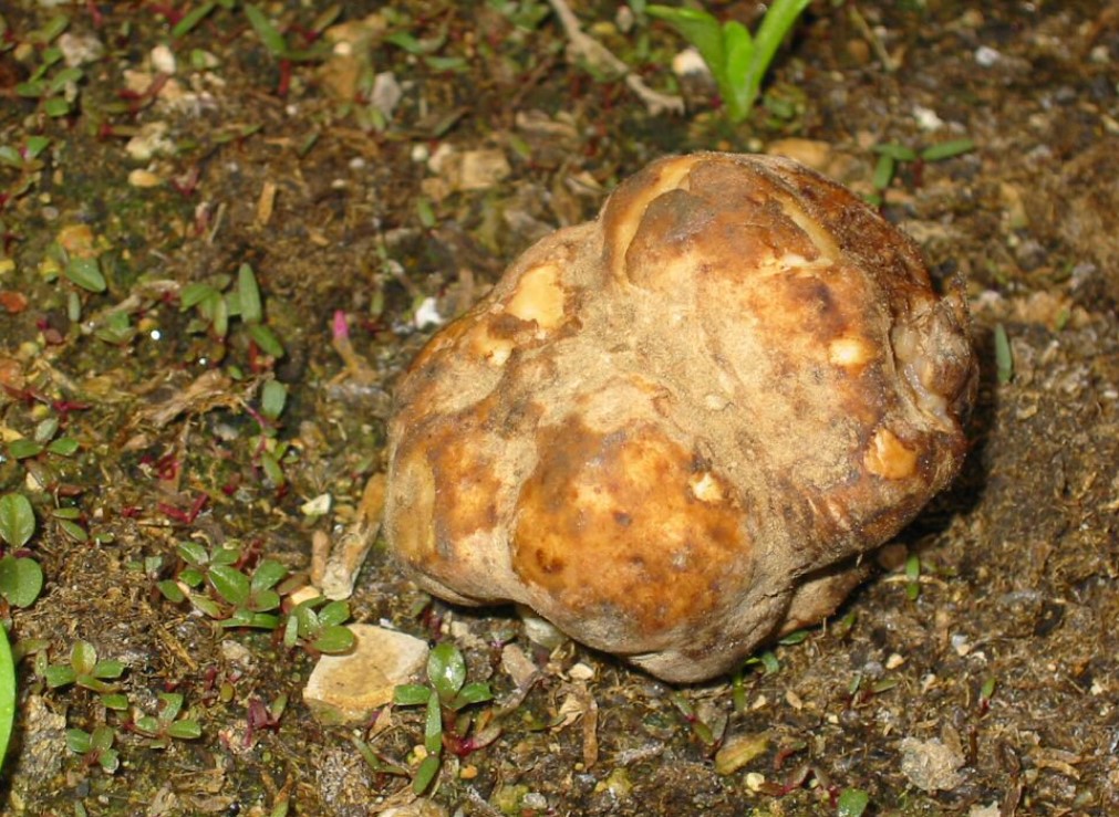 Пясъчен трюфел