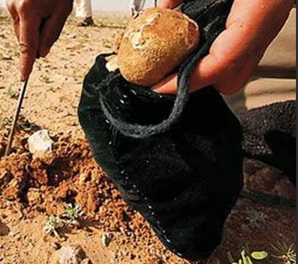 Търсене на пясъчни трюфели