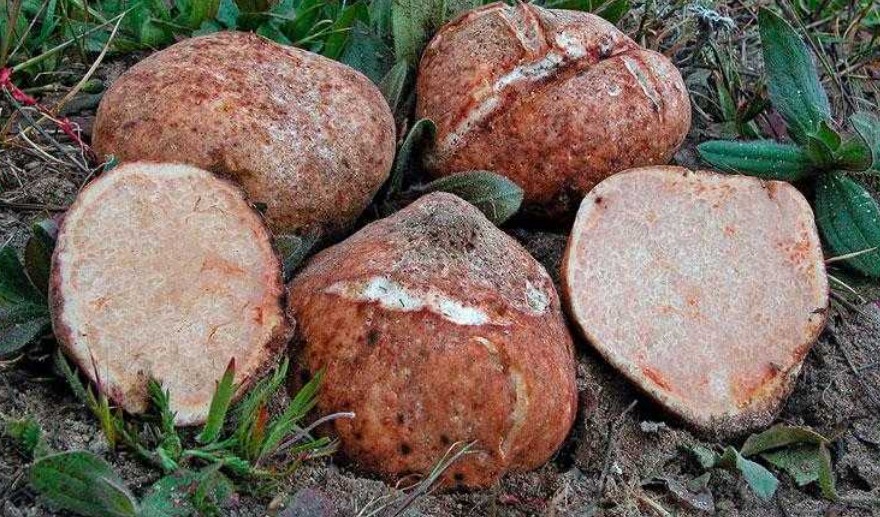 Пясъчен трюфел в напречно сечение