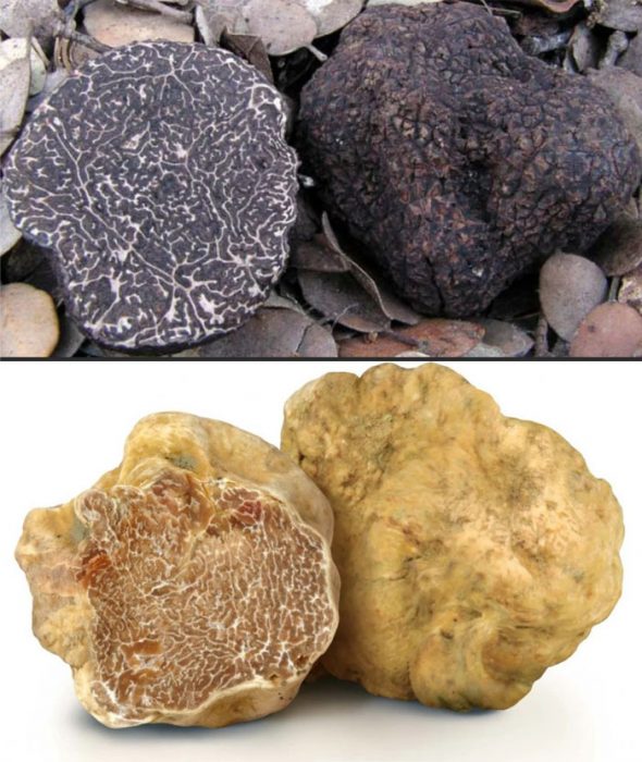 Черни и бели трюфели