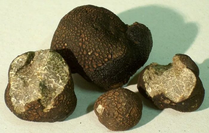 Гладък трюфел