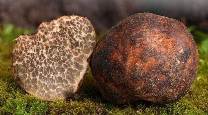 Трюфел Terfezia leptoderma Трюфел с меко тяло