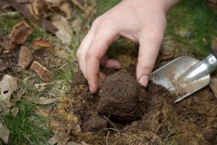 Бране на гъби с трюфели