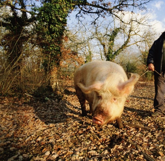 Прасе за лов на трюфели