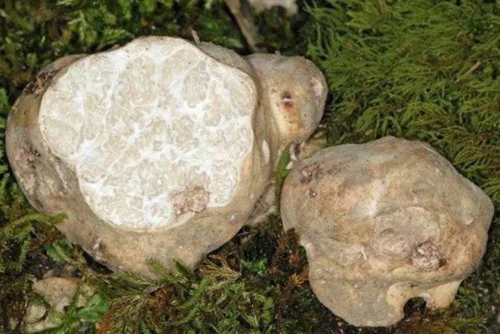 Нарязан бял трюфел Бял трюфел в напречно сечение