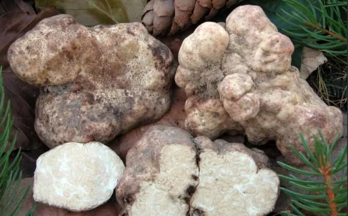 Мазна гъба Гъба Троица