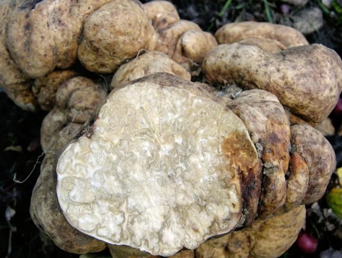 Посадски бял трюфел Нарязан бял трюфел