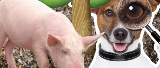 Трюфели в Русия