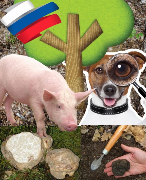 Трюфели в Русия