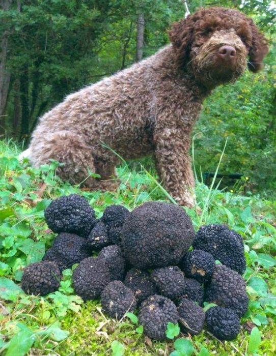 Куче за лов на трюфели