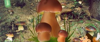 манатарки в гората