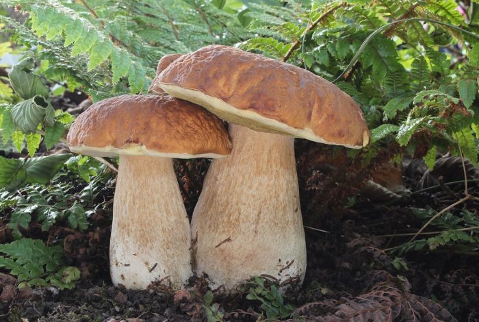 Две манатарки