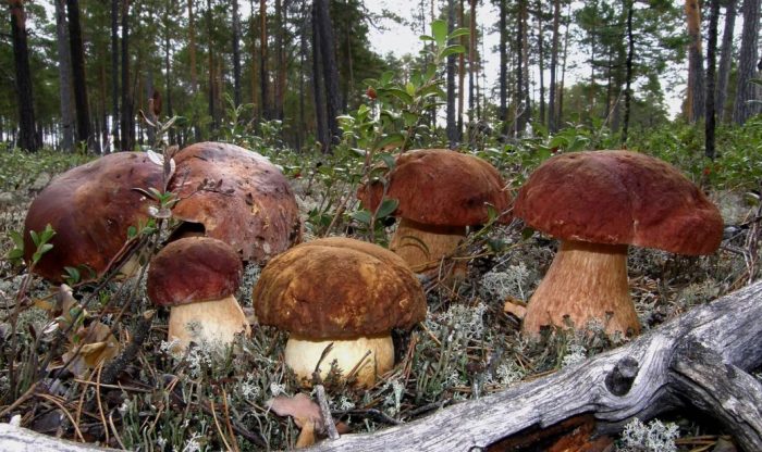 Къде растат гъбите порчини?