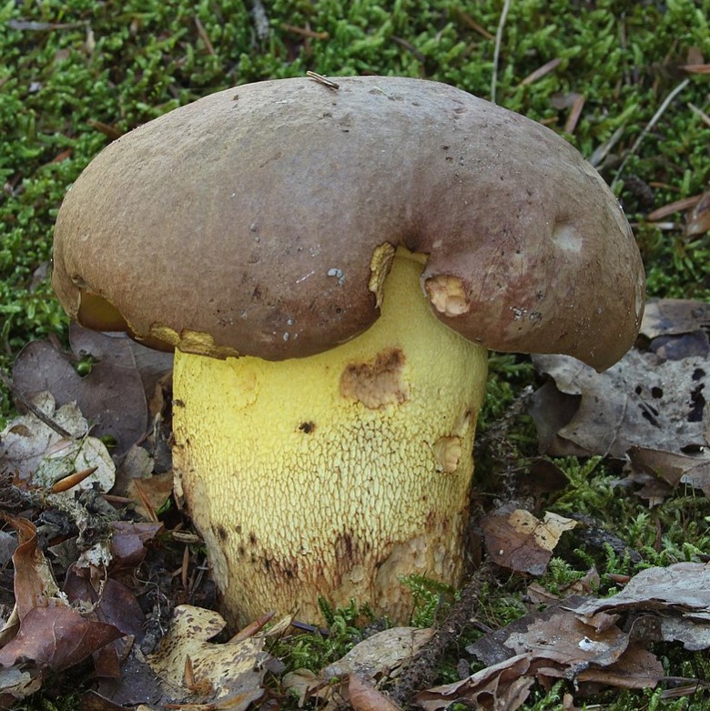 Манатарка сред листата