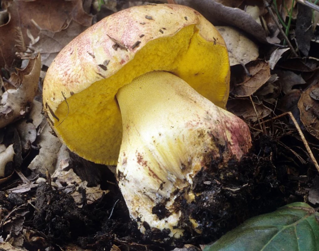 Откъсната гъба