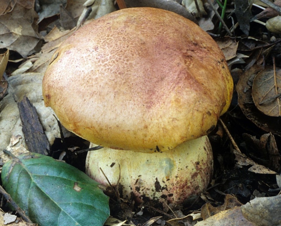 Манакърка в гората