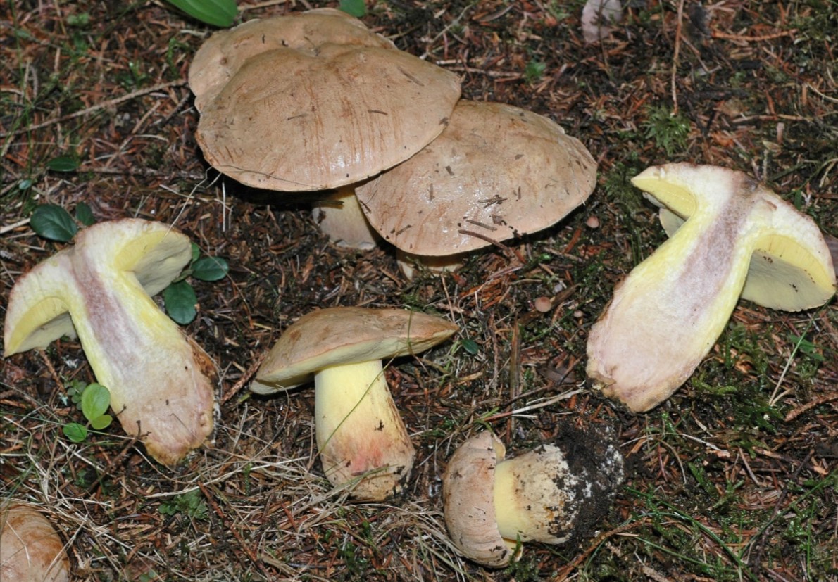 Семейство моминска манатарка