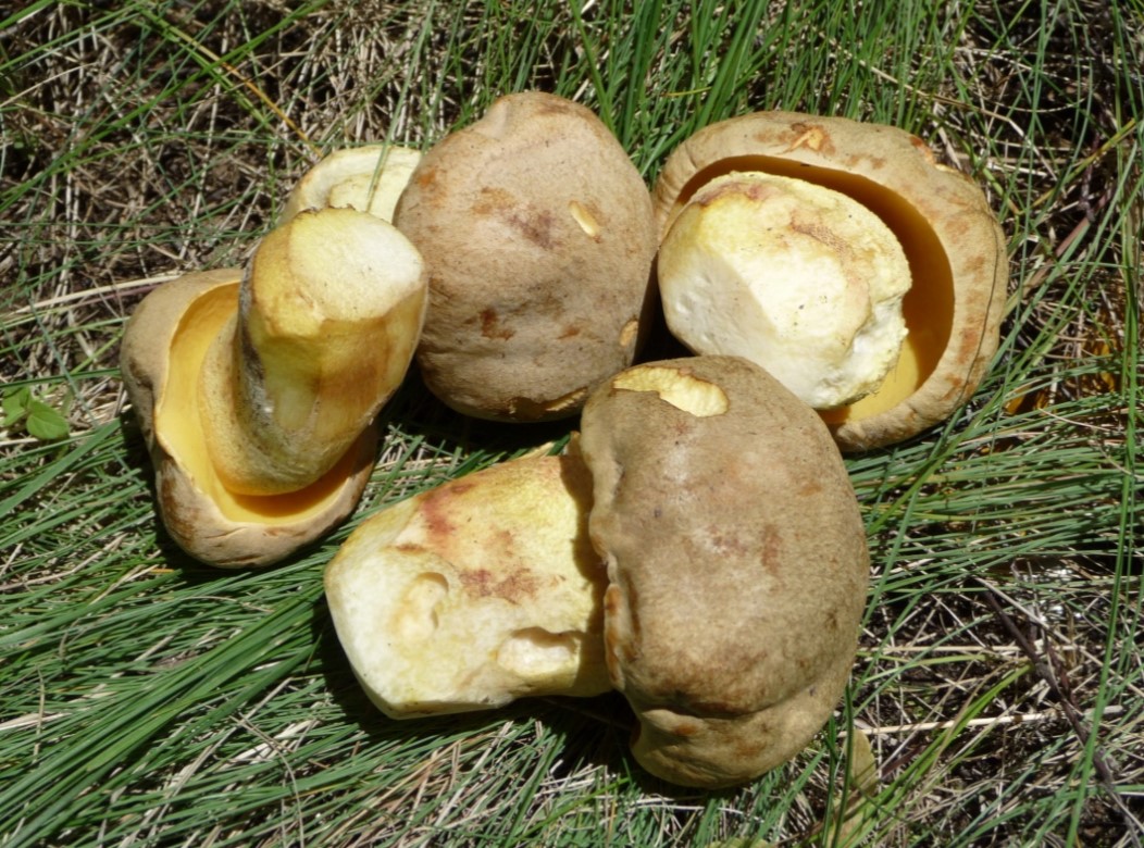 Колекция от манатарки