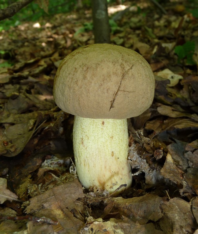 Млада манатарка