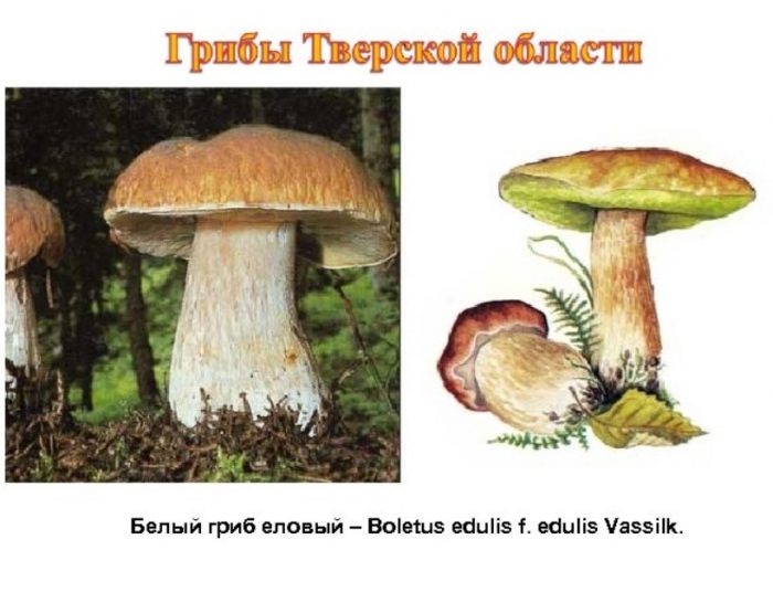 Смърчови гъби