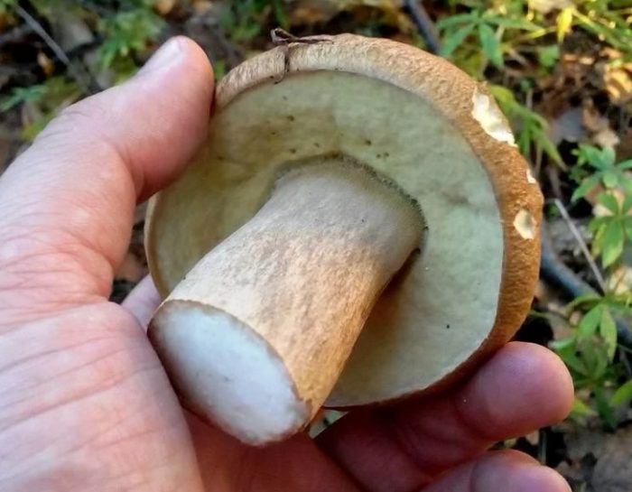 Бяло стъбло на гъба