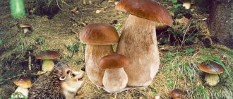 Таралеж и бели