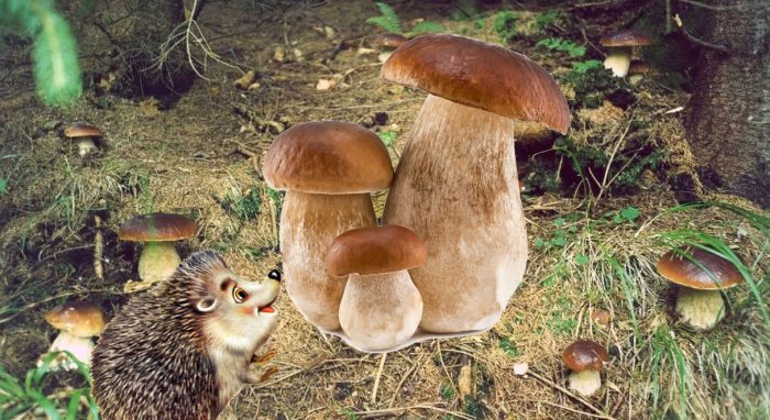 Таралеж и бели