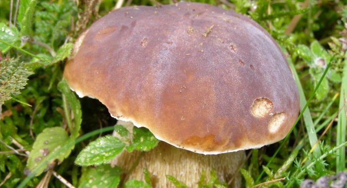 Бяла шапка на гъба