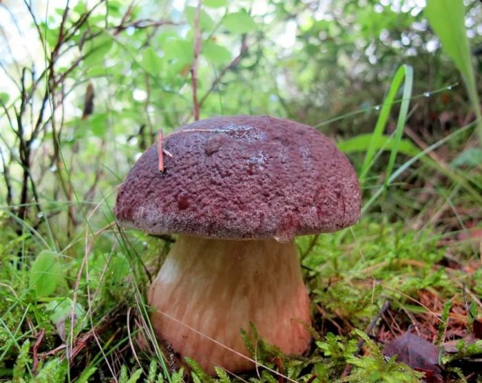 Борова манатарка