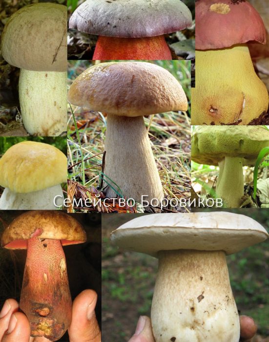 Семейство Боровикови