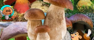 Бял и манатарка