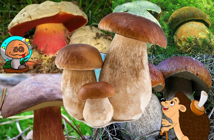 Бял и манатарка