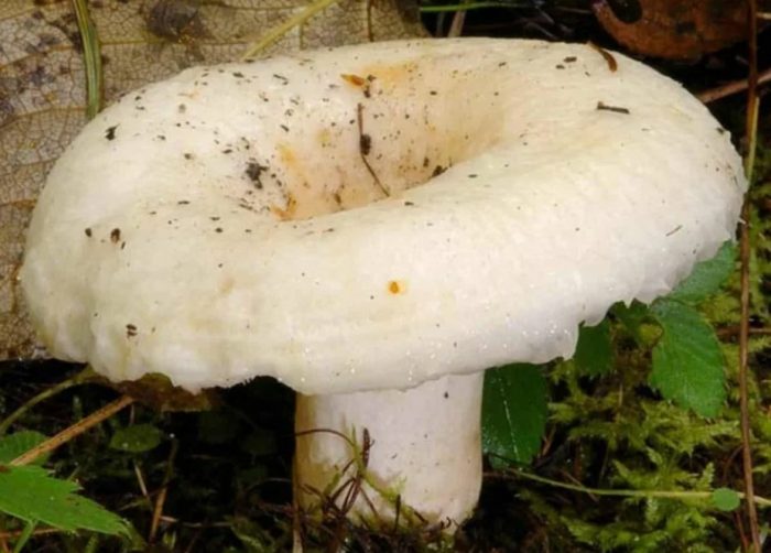 Бяла млечна гъба