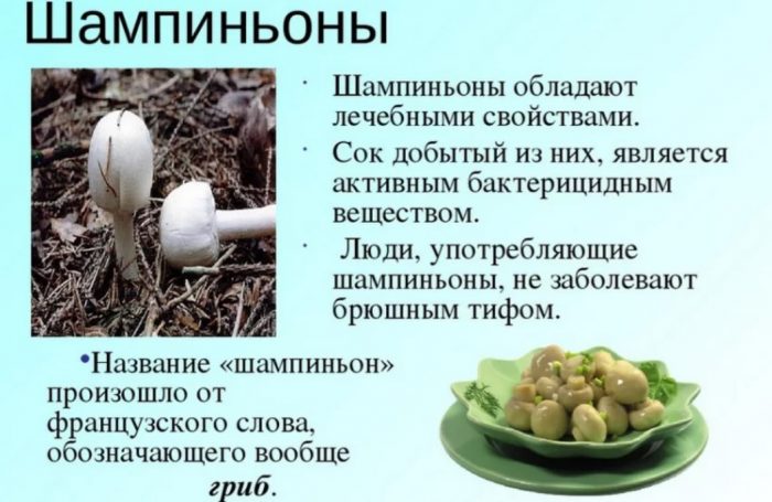 Описание на шампиньоните