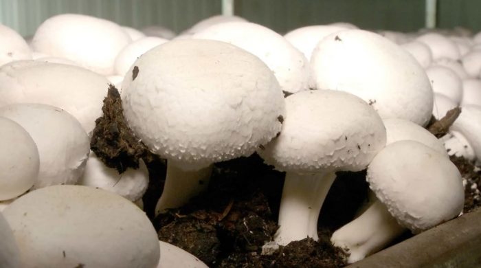 Отглеждане на шампиньони