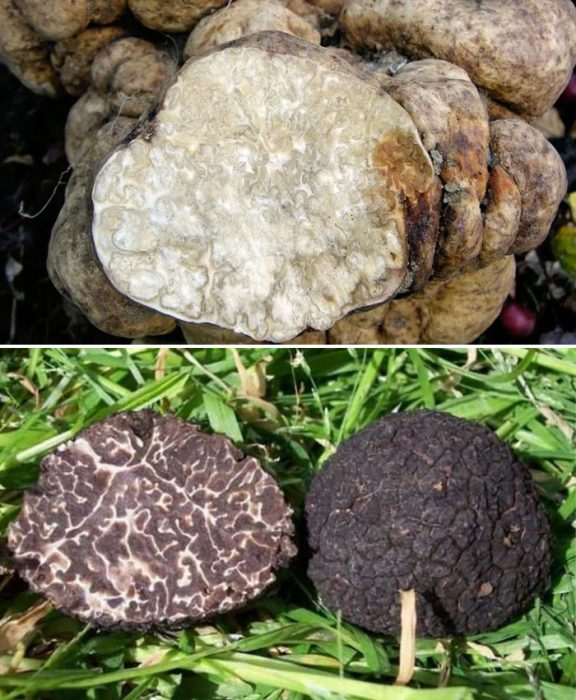 Бели и черни трюфели Сравнение на бели и черни трюфели