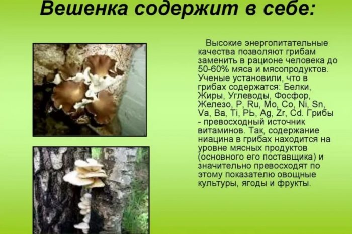 Описание на кладници