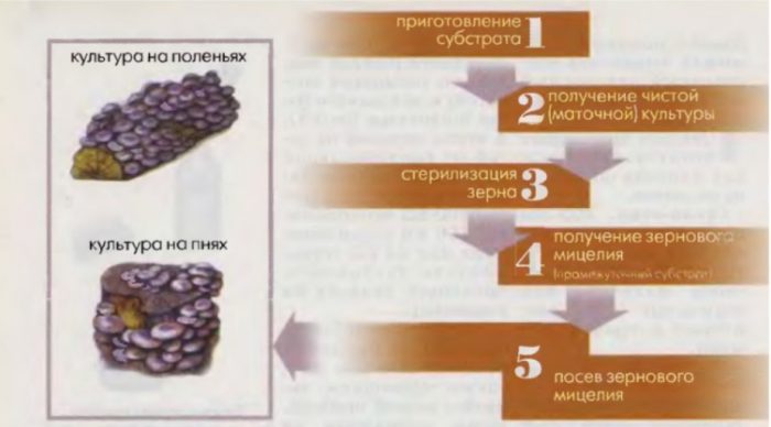 Дървени трупи и пънове Култивиране на мицел