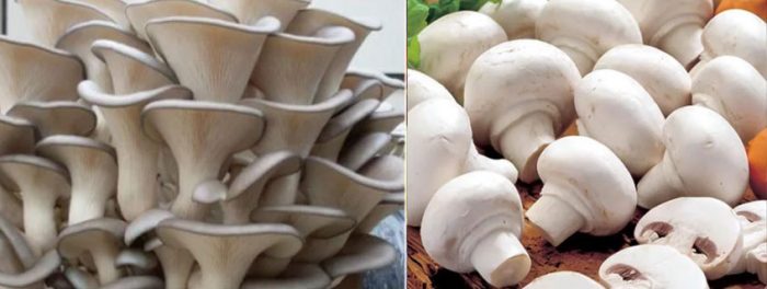 Стриди гъби и печурки