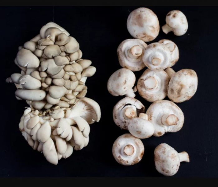 Стриди гъби и печурки