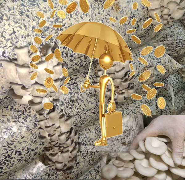 Бизнес за отглеждане на кладници Бизнес за отглеждане на кладници