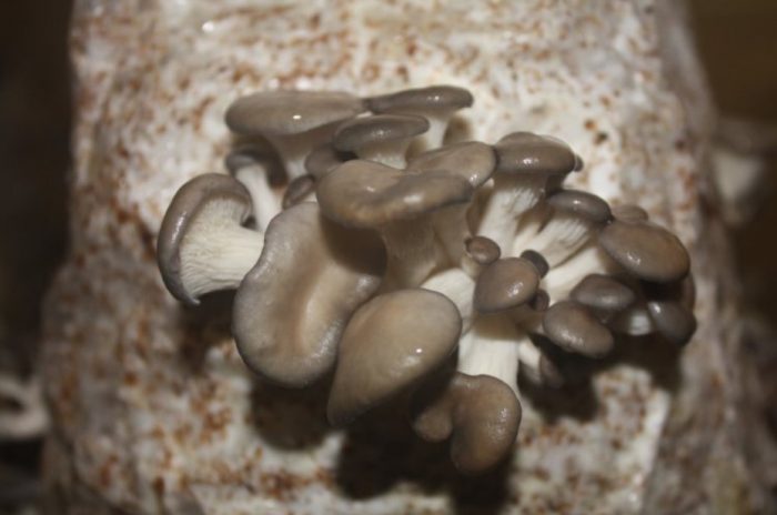 Отглеждане на кладници Субстрат за отглеждане на кладници