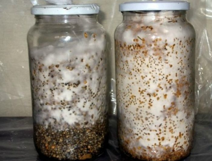 Зърнен мицел Зърнен мицел