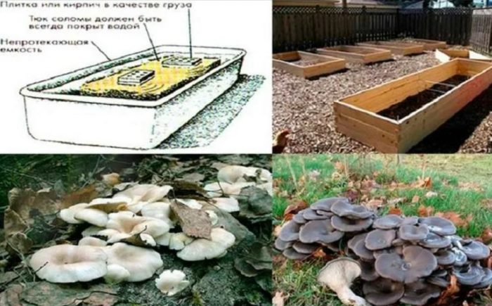 Легло за кладници Легло за отглеждане на кладници