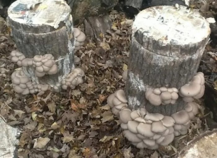 Пънчета за кладници Отглеждане на кладници върху пънове