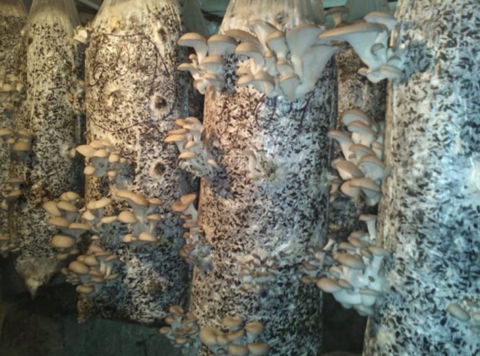 Отглеждане на кладници Как да отглеждаме кладници